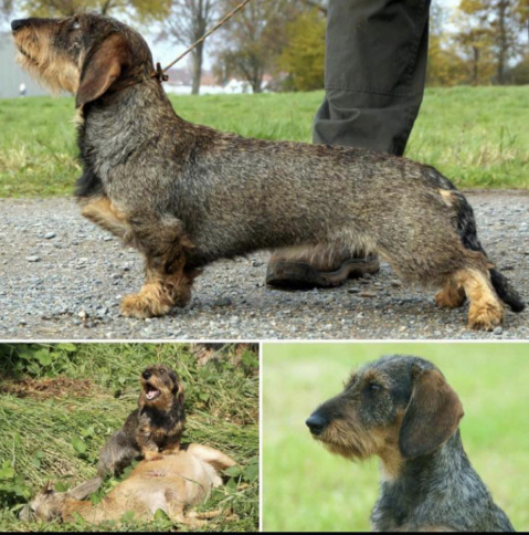 German wire haired working Teckel